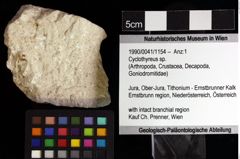 Foto (Objket + Etiketten) von Cyclothyreus sp. 